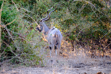 Kudu in Mana Pools National Park, Zimbabwe