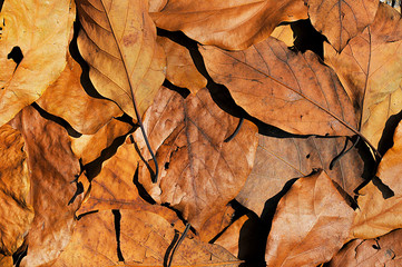 Dry leaves