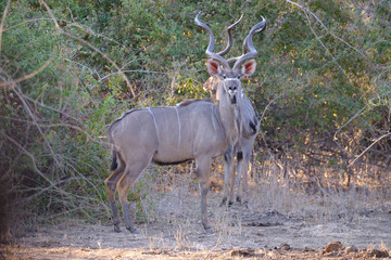 Kudu in Mana Pools National Park, Zimbabwe