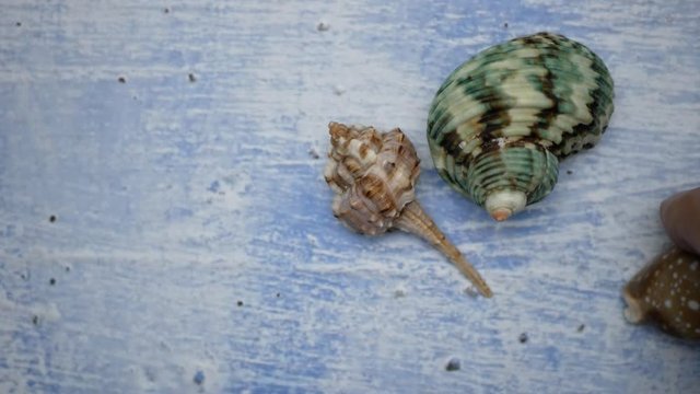 Person Sorts Considers Arranges Seashells for Display