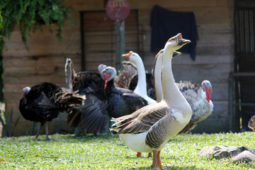 Goose and turkeys being together