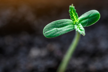 A small plant of cannabis seedlings at the stage of vegetation planted in the ground in the sun, eceptions of cultivation in an indoor marijuana for medical purposes, marijuana flower from seed