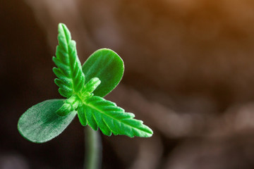 A small plant of cannabis seedlings at the stage of vegetation planted in the ground in the sun, eceptions of cultivation in an indoor marijuana for medical purposes, marijuana flower from seed