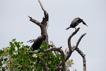 Cormorants resting on a tree in biosphere reserve