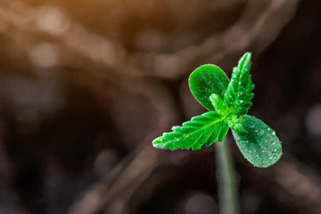 A small plant of cannabis seedlings at the stage of vegetation planted in the ground in the sun, eceptions of cultivation in an indoor marijuana for medical purposes, marijuana flower from seed
