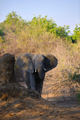 Elephant in Mana Pools National Park, 