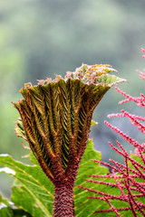 Leaf in the nature near the Poas volcano