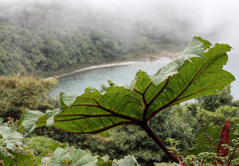 Leaf in the nature near the Poas volcano