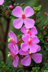 Group of a purple flowers in nature