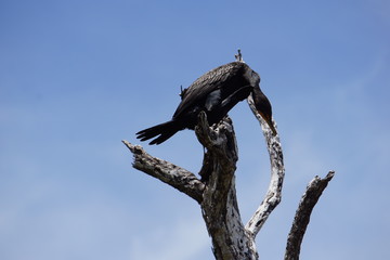 Cormorant resting on a tree, nature reserve