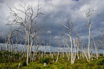 Ghostly dead trees under dramatic skies in the Otways in Australia
