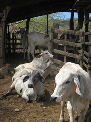 Cows having a rest in a farm