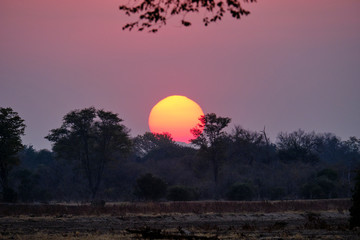 Fototapeta premium Sunset in Mana Pools National Park, Zimbabwe