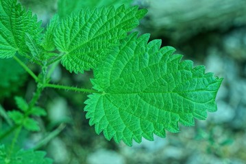 green nettle leaves on a branch of a plant outdoors