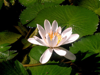 Water lily next to leaves