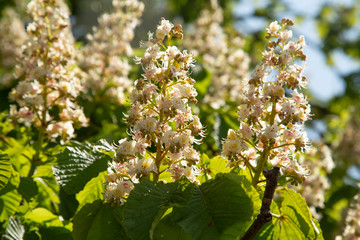 Flowers of a sweet chesnut