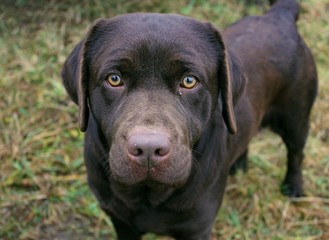 portrait of a labrador