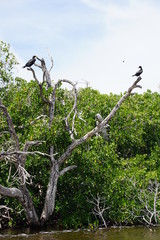 Cormorants resting on a tree in biosphere reserve