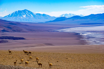 Vicunas and volcanoes surround a salt lake in the high altitude desert of Salta's puna region in Argentina