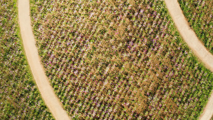 beans on a green background