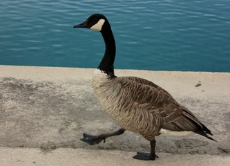canada goose