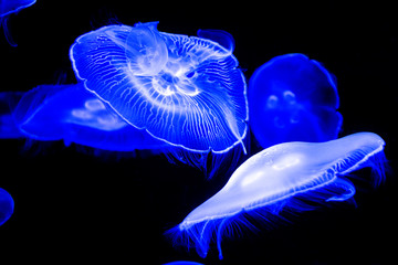 jellyfish at the aquarium