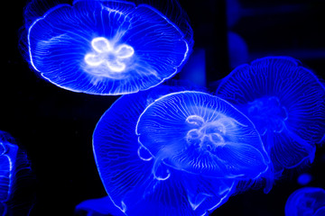 jellyfish at the aquarium