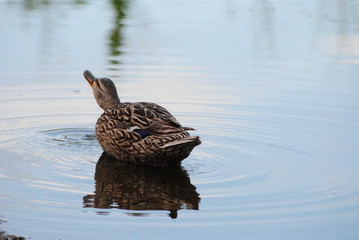 duck in the water