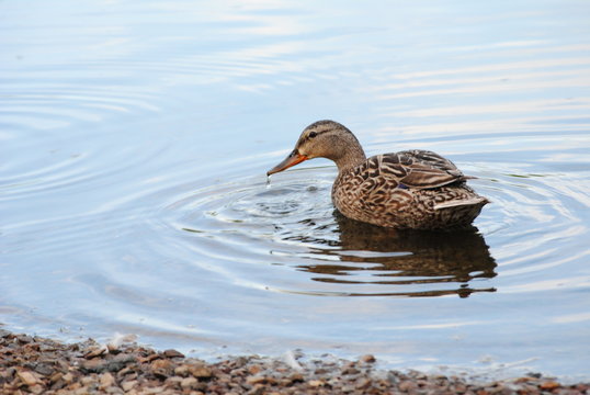 duck in the water
