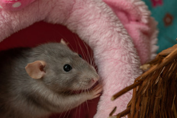 pretty curious pet rat close-up