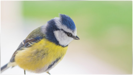 oiseau