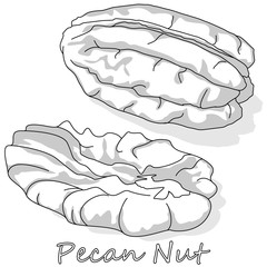 Pecan nut isolated on white background. Vector illustration. Monochrome pecan image.