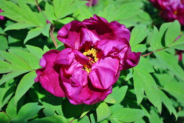 Bright purple peony flowers, close up detail, soft green blurry leaves background