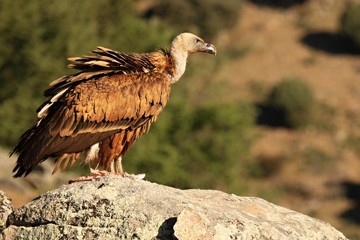 The Griffon vulture (Gyps fulvus) sitting on the grey rocks.
