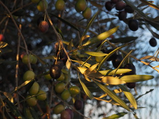 olivas oscuras de cerca con fondo vegetal