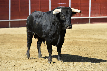 toro español en una plaza de toros