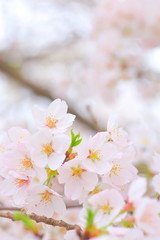 Cherry blossoms, Cherry-blossom viewing, Plant