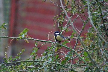 Ptak Sikora mSikora ,Sikora na krzewie