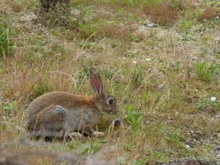 Lapin à Deauville