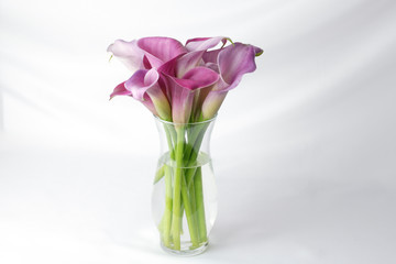 Close up of purple and pink calla lily flowers isolated on a white brick background