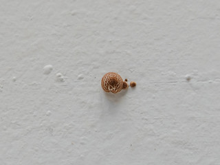 Fungus on wall/ Hongo en la pared