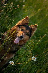 Bohemian Shepherd Portrait