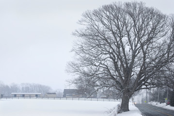 Roadside Winter Tree