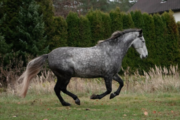 Grey dappled andalusian breed horse running in the field in late autumn. Animal in motion.
