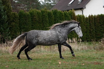 Grey dappled andalusian breed horse running in the field in late autumn. Animal in motion.