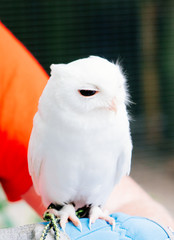 A cute baby albino white owl with black eye
