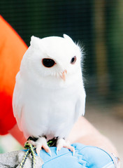 A cute baby white owl with black eye