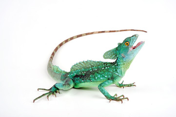 Jesus Christ lizard / Stirnlappenbasilisk (Basiliscus plumifrons) 