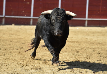 spanish bull running on the bullring on traditional spectacle of bullfight