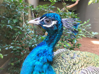 Obraz premium peacock with feathers out in Colombo Sri Lanka